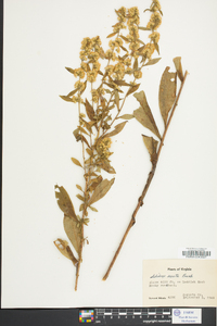 Solidago erecta image