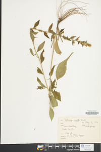 Solidago erecta image