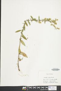 Solidago erecta image