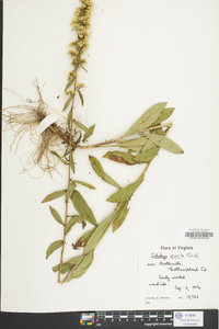 Solidago erecta image