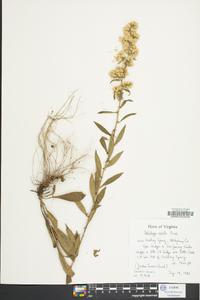 Solidago erecta image