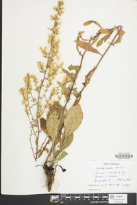 Solidago erecta image