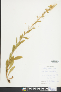 Solidago erecta image