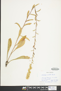 Solidago erecta image