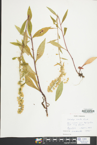 Solidago erecta image