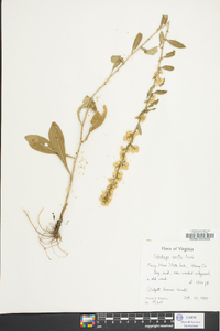 Solidago erecta image