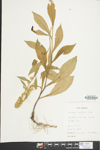 Solidago erecta image