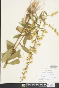 Solidago erecta image