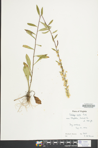 Solidago erecta image