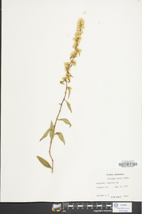 Solidago erecta image