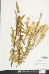 Solidago erecta image