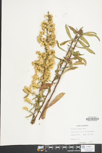 Solidago erecta image