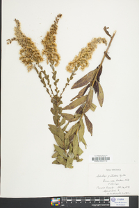 Solidago fistulosa image