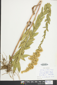 Solidago fistulosa image