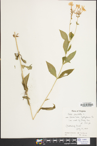 Phlox paniculata image