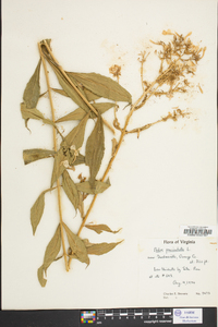 Phlox paniculata image