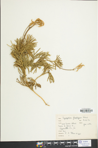 Lycopodium flabelliforme var. ambiguum image