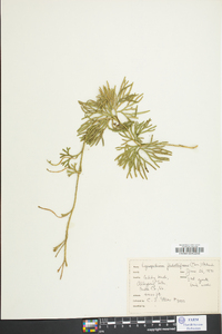 Lycopodium flabelliforme var. ambiguum image