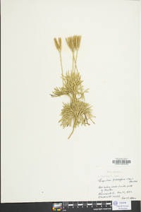 Lycopodium flabelliforme var. ambiguum image