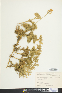 Lycopodium flabelliforme var. ambiguum image