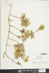 Lycopodium flabelliforme var. ambiguum image