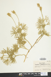 Lycopodium flabelliforme var. ambiguum image