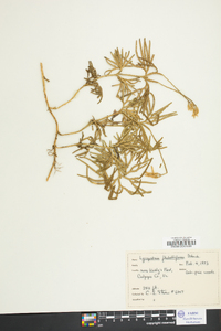 Lycopodium flabelliforme var. ambiguum image