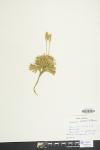 Lycopodium flabelliforme var. ambiguum image
