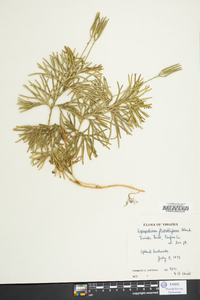 Lycopodium flabelliforme var. ambiguum image