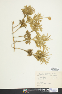 Lycopodium flabelliforme var. ambiguum image