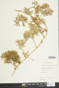Lycopodium flabelliforme var. ambiguum image