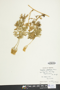 Lycopodium flabelliforme var. ambiguum image