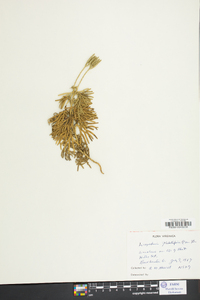 Lycopodium flabelliforme var. ambiguum image