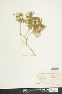 Lycopodium flabelliforme var. ambiguum image