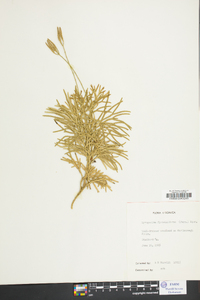 Lycopodium flabelliforme var. ambiguum image