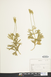 Lycopodium flabelliforme var. ambiguum image