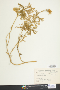 Lycopodium flabelliforme var. ambiguum image