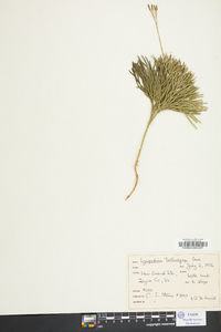 Diphasiastrum tristachyum image