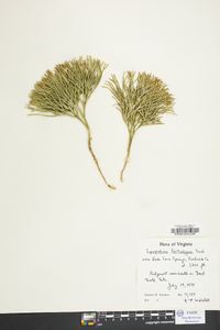 Diphasiastrum tristachyum image