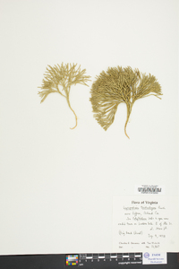 Diphasiastrum tristachyum image