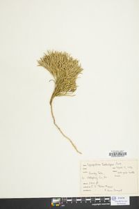 Diphasiastrum tristachyum image