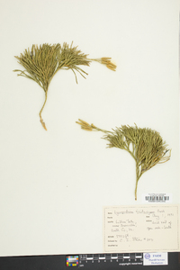 Diphasiastrum tristachyum image