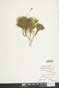 Diphasiastrum tristachyum image