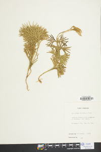 Diphasiastrum tristachyum image