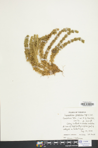 Lycopodium porophilum image