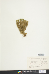 Lycopodium selago var. patens image