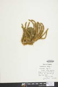 Lycopodium selago image