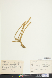 Lycopodiella alopecuroides image