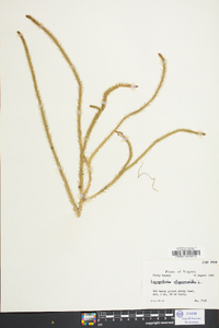 Lycopodiella alopecuroides image