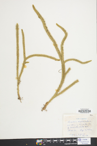 Lycopodiella alopecuroides image